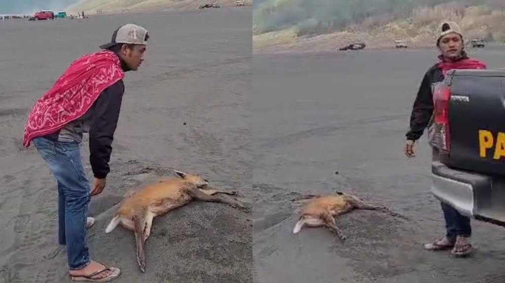 Diserang Ajak, Rusa Bromo Ditemukan Tewas di Pasir&nbsp;Berbisik