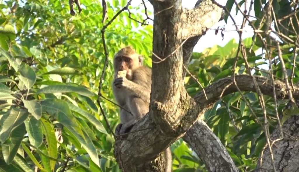 Teror Monyet Liar di Winongan: Warga Resah, Anak-Anak Terancam!