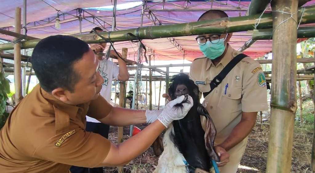 Hewan Kurban Dari Luar Pasuruan Wajib Punya Surat Sehat