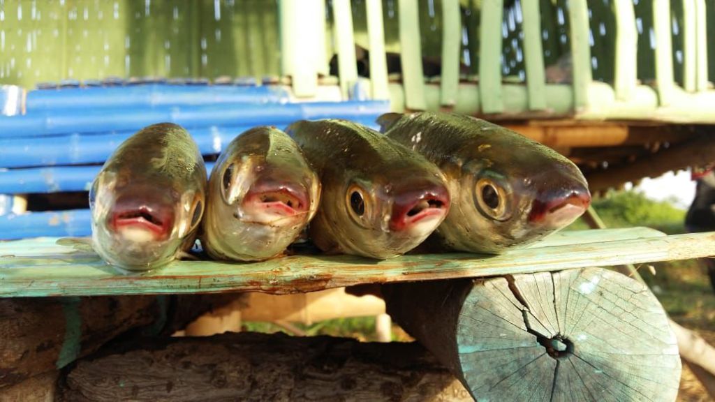 Bandeng Masih Jadi Primadona Perikanan Budi Daya di Kota Pasuruan