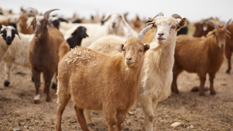 Tips Memilih Hewan Kurban Agar Mendapatkan yang Sehat dan Berkualitas