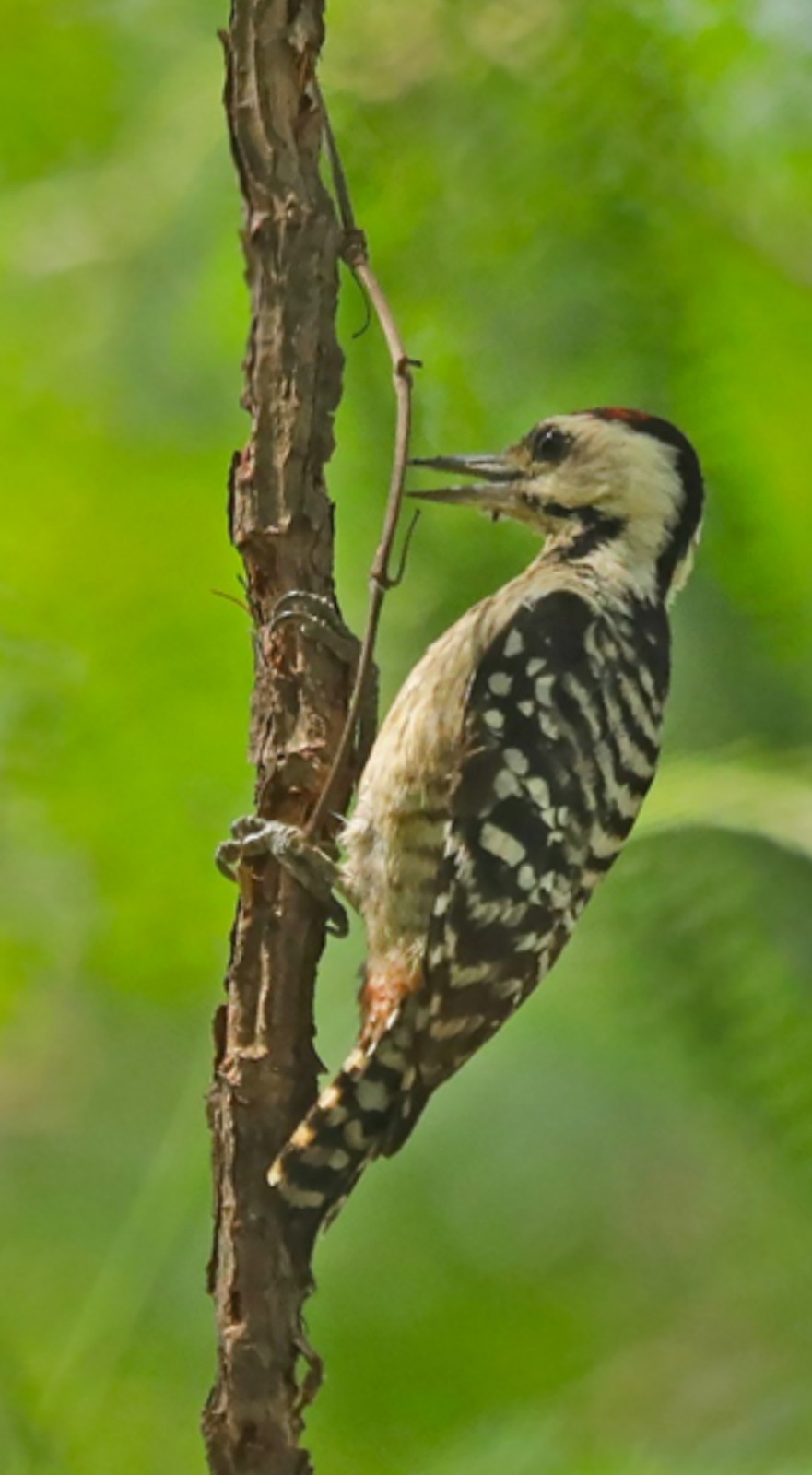 Taman Kehati, Inisiatif Baik untuk Menekan Dampak Krisis Iklim pada Flora dan&nbsp;Fauna