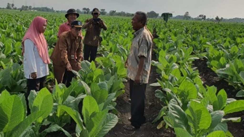 Strategi Diperta Probolinggo Redam Serangan TMV pada&nbsp;Tembakau