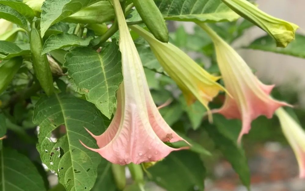 Cantik Sih Tapi Inilah 3 Bunga Paling Beracun di Dunia, Salah Satunya Ada di Indonesia